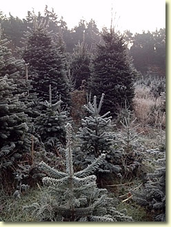 Norfolk Christmas Trees